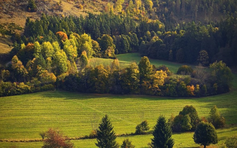 Tauron sadzi drzewa i dba o „zieloną infrastrukturę”